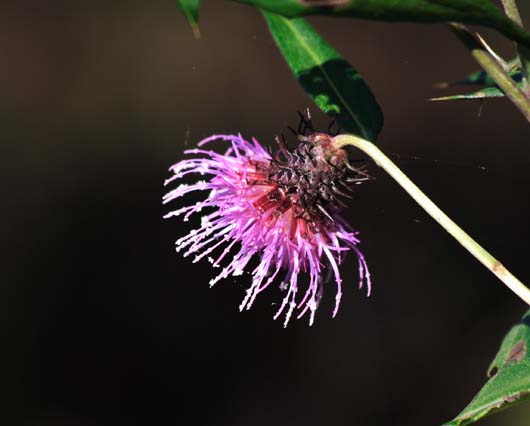 ���R�����߂�