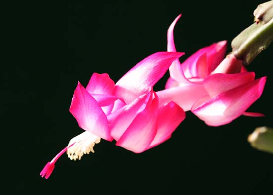 ���R�����߂�