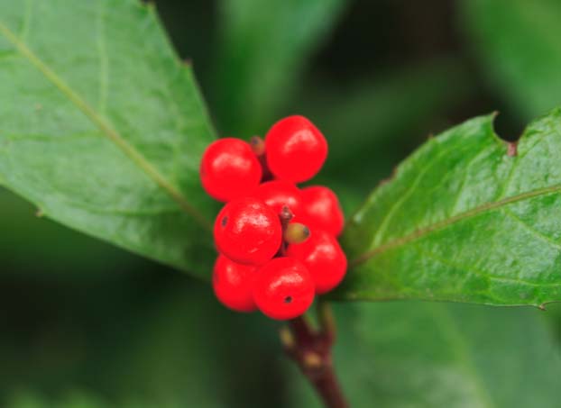 ���R�����߂�