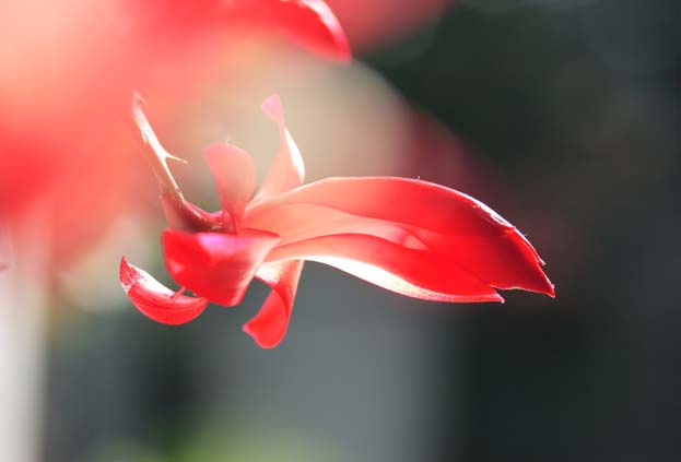 ���R�����߂�