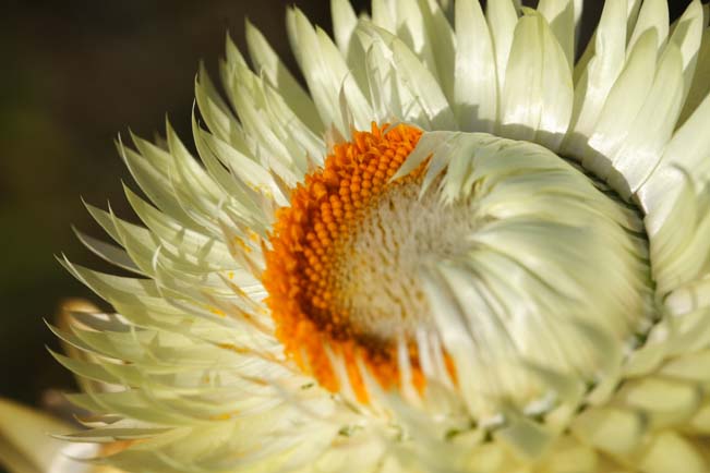 ���R�����߂�