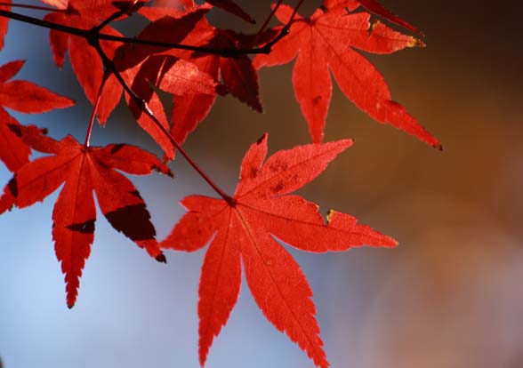 ���R�����߂�