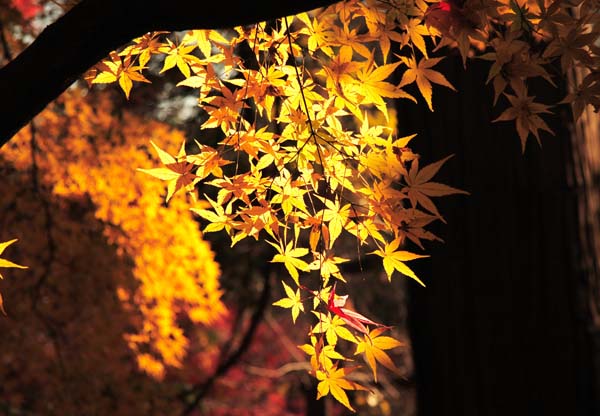 ���R�����߂�