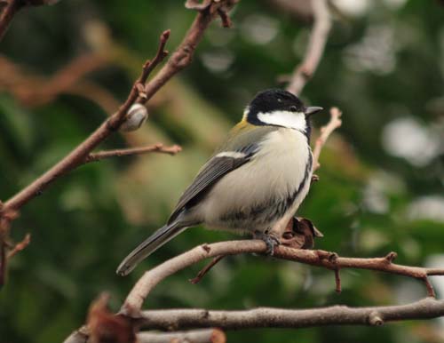 ���R�����߂�