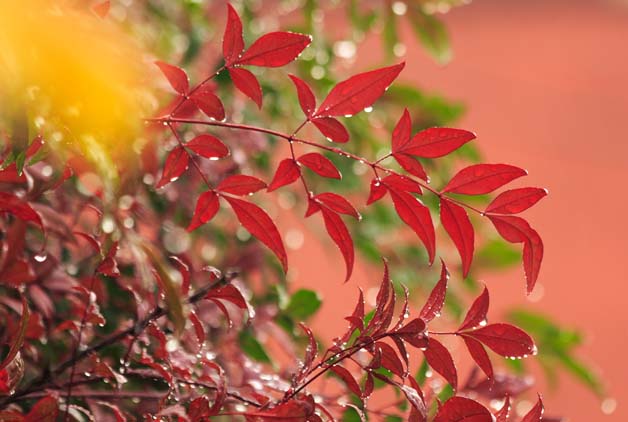 ���R�����߂�