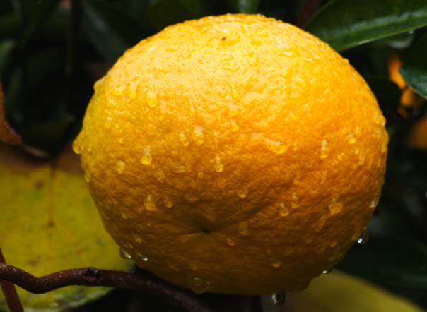 ���R�����߂�