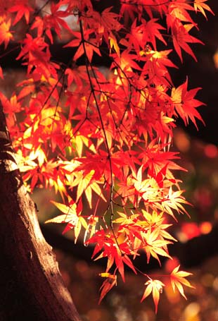 ���R�����߂�