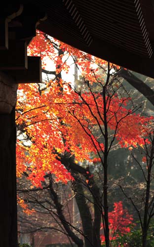 ���R�����߂�