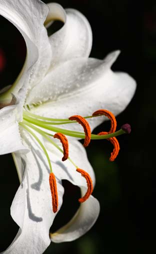 ���R�����߂�