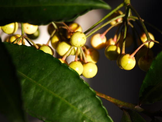 ���R�����߂�