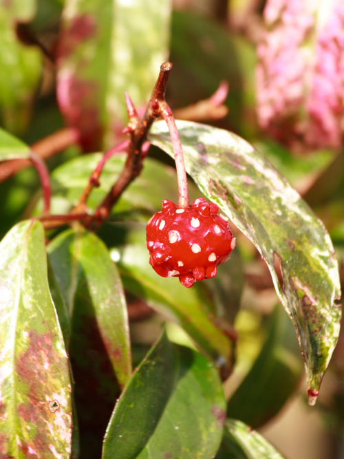 ���R�����߂�