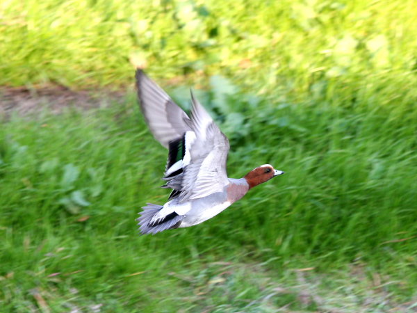 ���R�����߂�