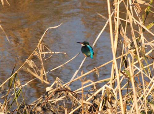 ���R�����߂�