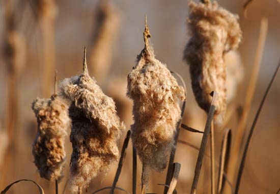 ���R�����߂�