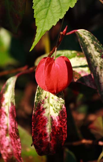 ���R�����߂�