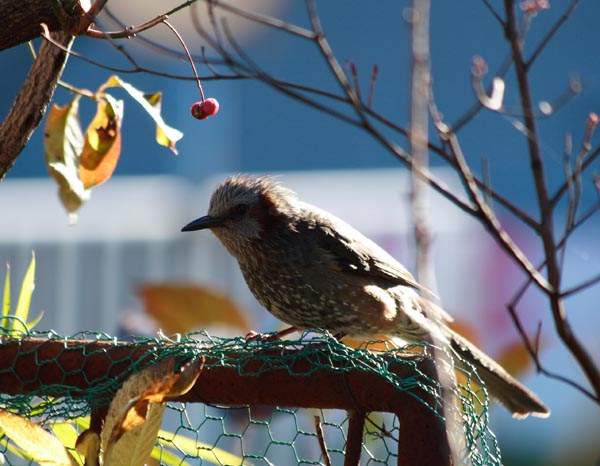 ���R�����߂�