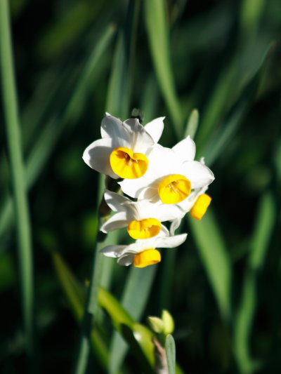 ���R�����߂�