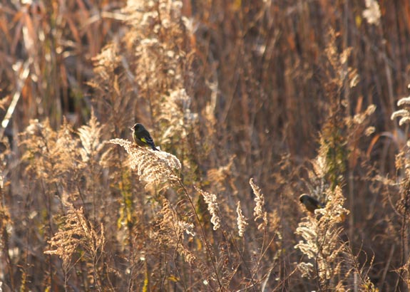 ���R�����߂�