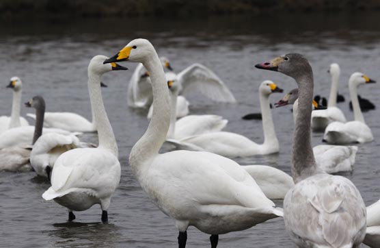 ���R�����߂�