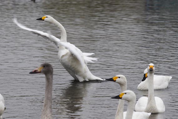 ���R�����߂�