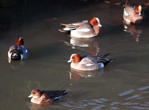 ���R�����߂�