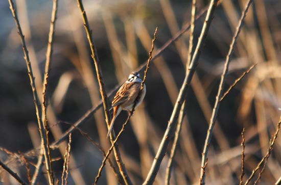 ���R�����߂�