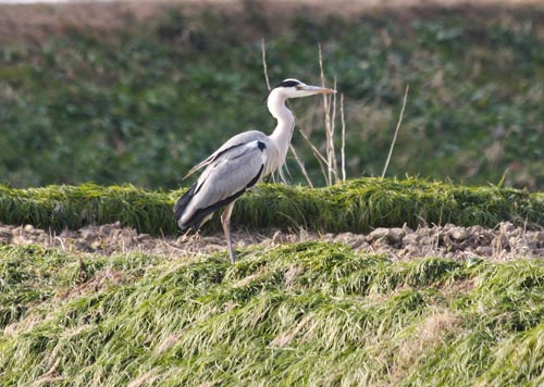 ���R�����߂�