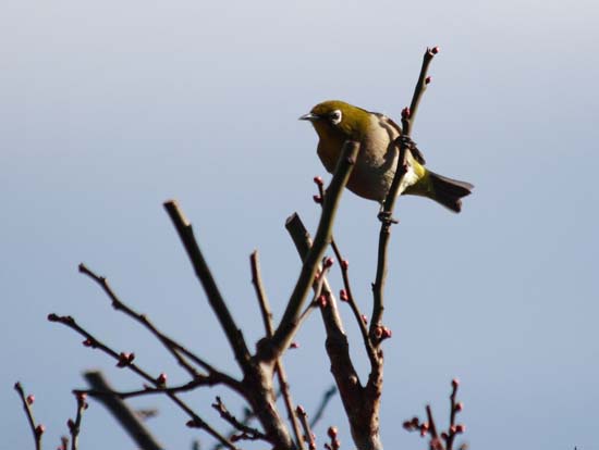 ���R�����߂�