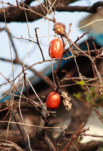 ���R�����߂�