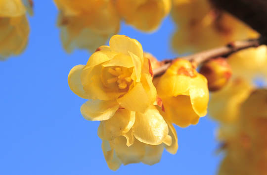 ���R�����߂�