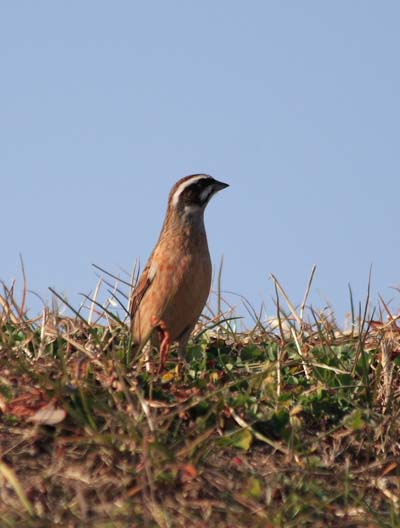 ���R�����߂�