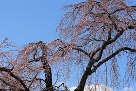 ���R�����߂�