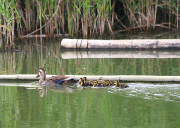 ���R�����߂�