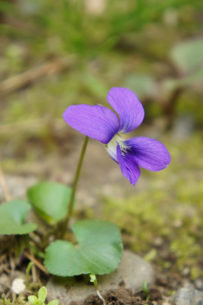 ���]�ˏ���