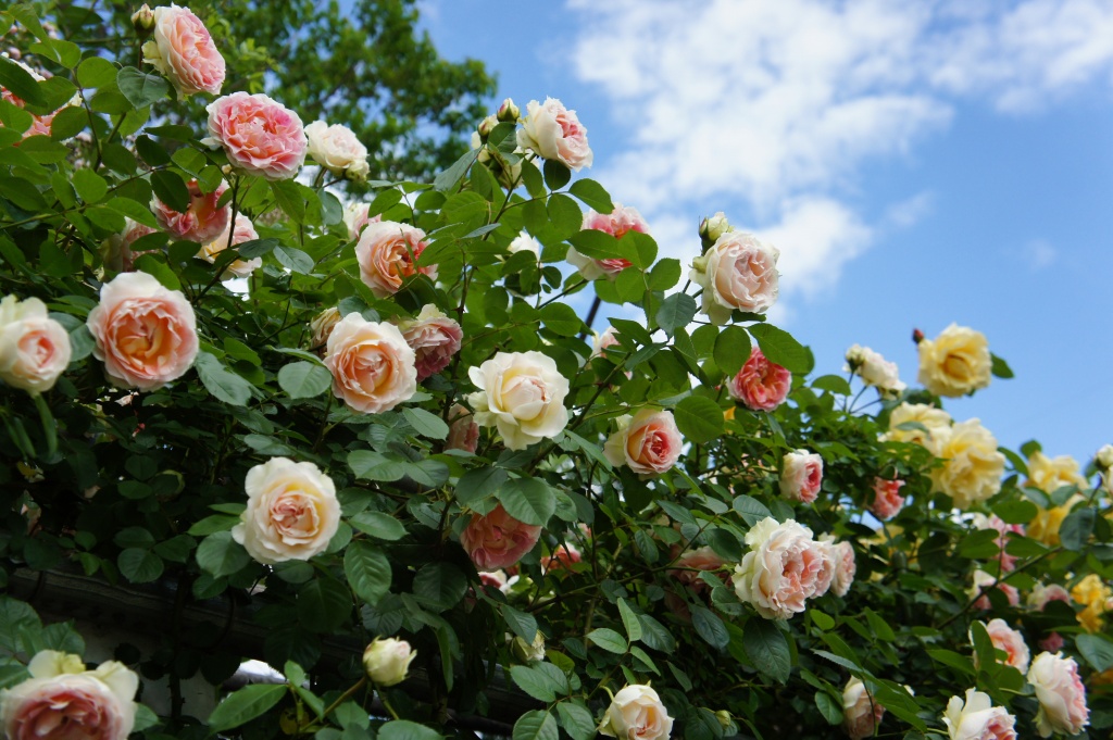 ���]�ˏ���