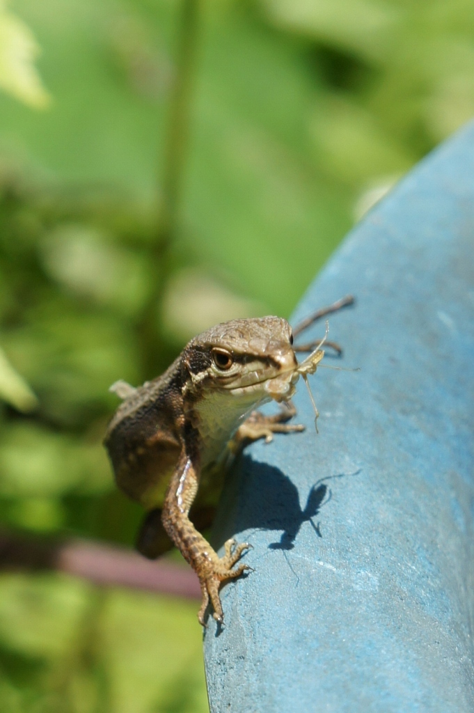 ���]�ˏ���