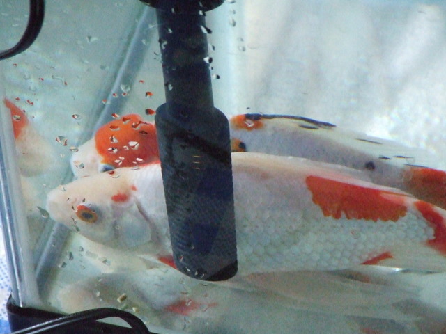 �΂��L�@��z�P�[�u���e���r��