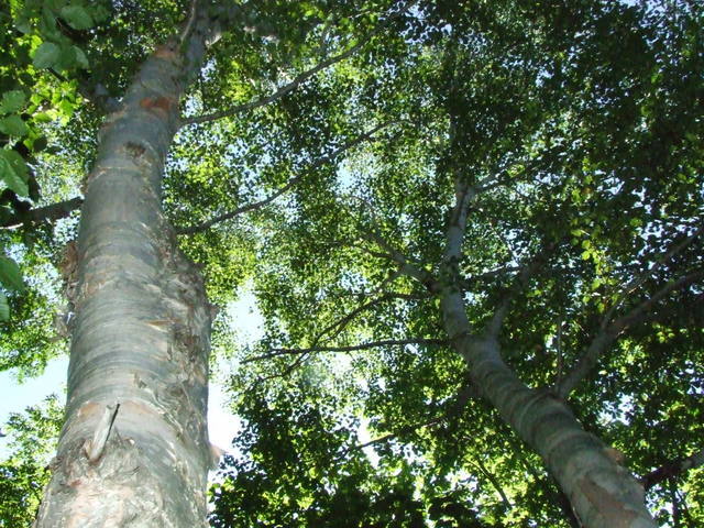 �΂��L�@��z�P�[�u���e���r��