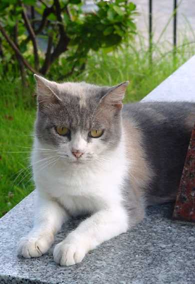 �΂��L�@��z�P�[�u���e���r��