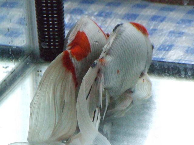 �΂��L�@��z�P�[�u���e���r��