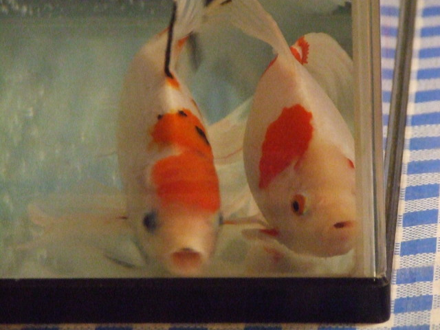 �΂��L�@��z�P�[�u���e���r��