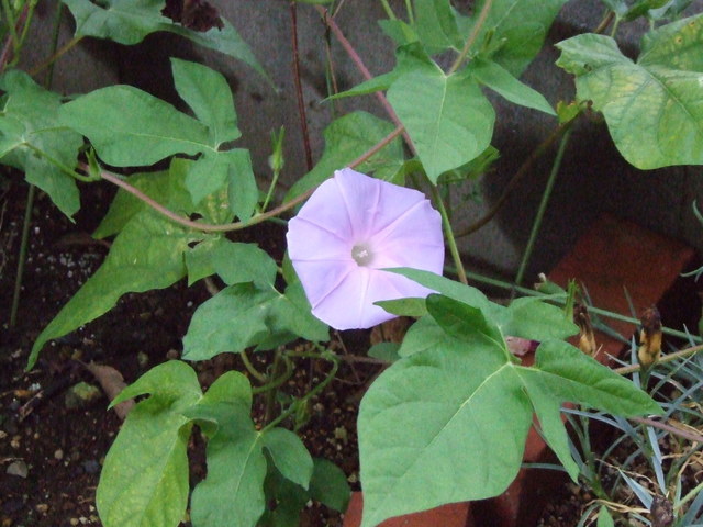 �΂��L�@��z�P�[�u���e���r��