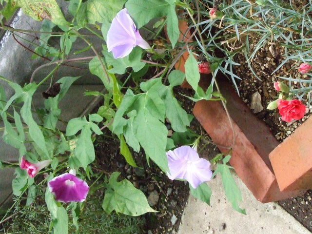 �΂��L�@��z�P�[�u���e���r��