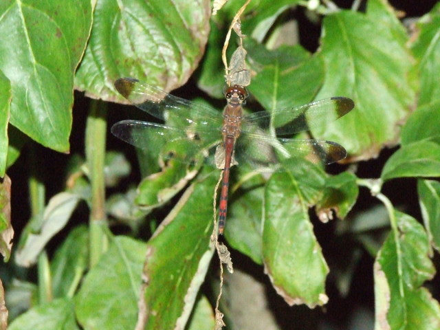 �΂��L�@��z�P�[�u���e���r��