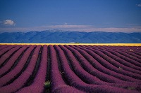 �΂��L�@��z�P�[�u���e���r��