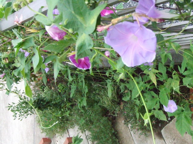 �΂��L�@��z�P�[�u���e���r��