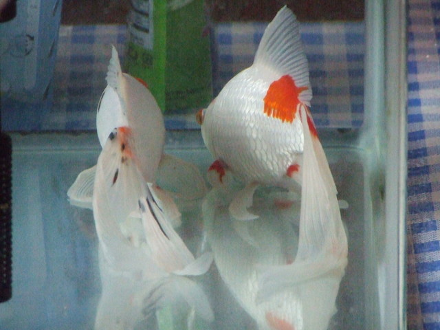 �΂��L�@��z�P�[�u���e���r��