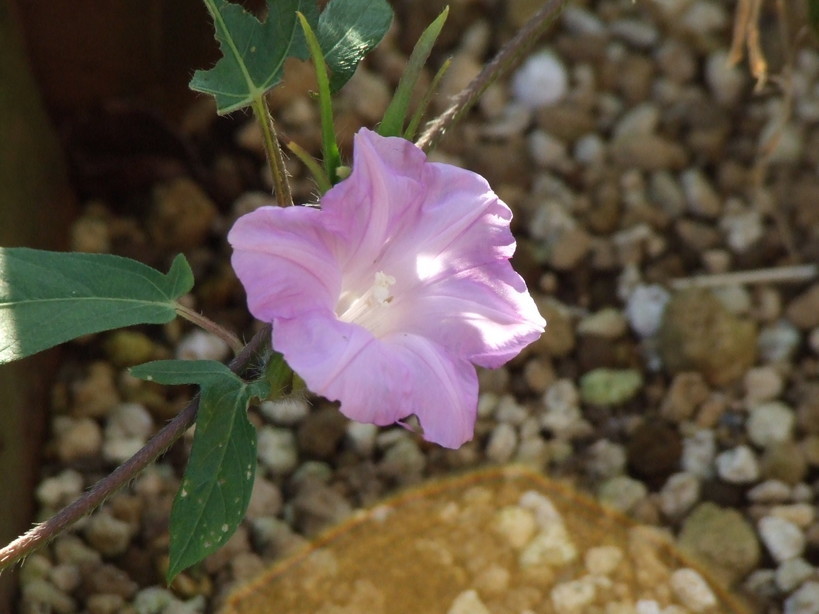 �΂��L�@��z�P�[�u���e���r��