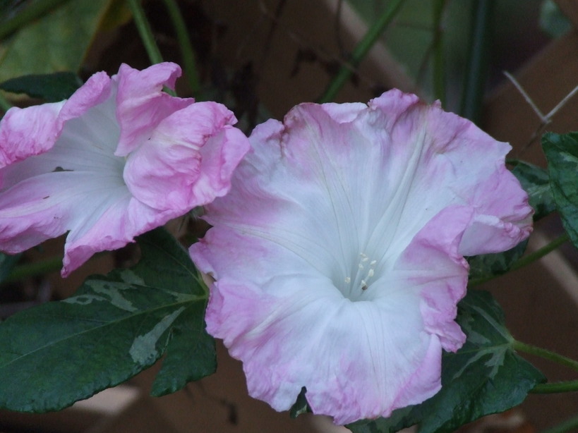 �΂��L�@��z�P�[�u���e���r��