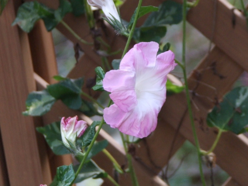 �΂��L�@��z�P�[�u���e���r��